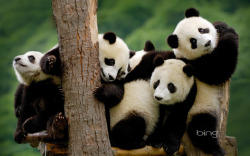 giantpandaphotos:  A group of giant panda cubs at the Wolong