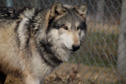 wolfparkinterns:  Wolfgang on alert