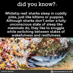 did-you-kno:Whitetip reef sharks sleep in cuddly  piles, just