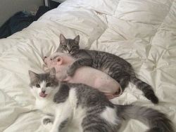 cute-overload:  Cats love pigs.http://cute-overload.tumblr.com