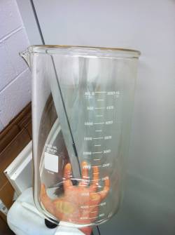 tachypomp:  freshphotons:  5L beaker.  HUGE SCIENCE 