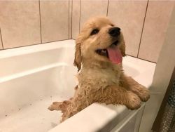 animalrates:It was his first bath & he was extremely nervous