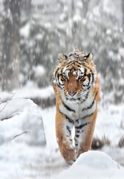 beautiful-wildlife:  Winter of the Tiger by Ryu Jong soung