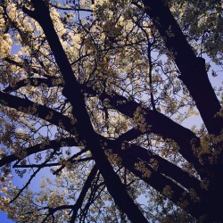 strawberrydonutprincess:  Earth day bike ride + the trees are