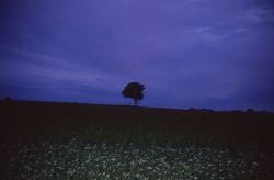 pleoros:  nan goldin, the lonely tree, sweden, 2008 