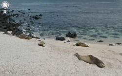 oessa:  -0° 53’ 21.79”, -89° 36’ 45.23” lazy seals