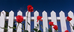 cinemawithoutpeople:  Cinema without people: Blue Velvet (1986,