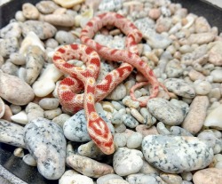 omg-snakes:Brian’s daughter, hesitantly named Pinky after her