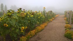 pagewoman:  Sunflowers in a misty morning  🌻    Sissinghurst