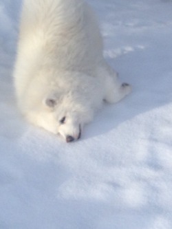 skookumthesamoyed:  YASSSSS SNOWWWWW YASSSSS I LOVE U SNOWWWWW