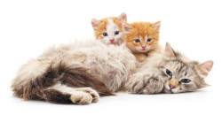 cutencats:  Image may contain: cat Source: http://ift.tt/2wDtnxM