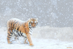 wild-earth:  Tiger of winter 