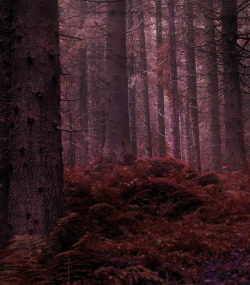  viα eyesfornature: Forest in the morning by Nazar Zhovnirchyk