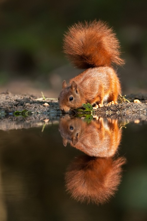 Quench (Red Squirrel)