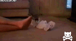 La curiosidad mató al gato.