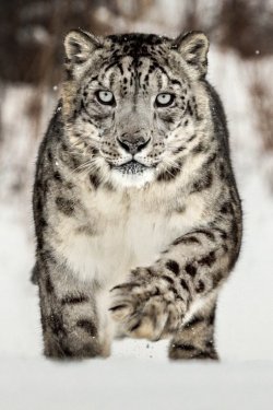 10bullets:  Snow Leopard by Paul Keates 