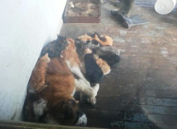 awwww-cute:  My saint bernard lets the outside cats sleep with