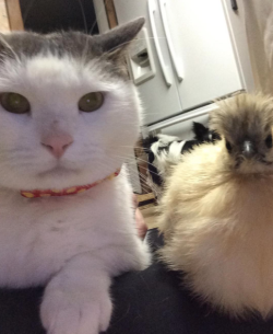 catsbeaversandducks:  Scruffles The Fat Cat  And his chicken