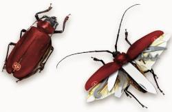sofiabiologista:  A very special swiss knife beetle ! https://www.facebook.com/photo.php?fbid=568313036610704&set=a.294216704020340.64194.291941987581145&type=1&theater