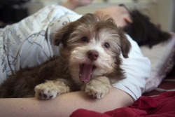 handsomedogs:  Biscuit right before her fourth nap of the day.