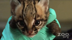 johnnybenchcalled:  babyanimal-gifs:  baby ocelot kittens.x 