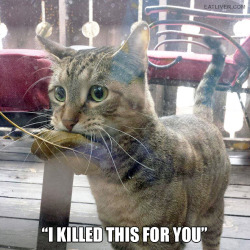 ceiphiedknight:  terrorfoster:  pr1nceshawn:    Cats are excellent