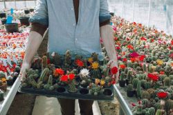    Cactusland, the largest cactus nursery in the United Kingdom