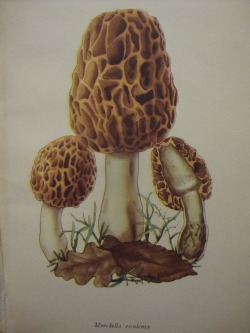 vanessabat:  Morchella Esculenta (Common Morel mushroom) (photographed