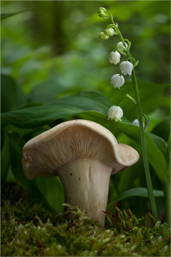 libutron:  silentfrost: St George’s Mushroom - Calocybe gambosa