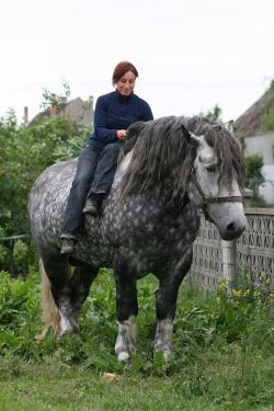 glumshoe: wandaluvstacos:   I never made a post about draft horses.