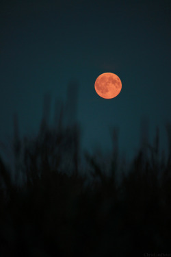 placethatechoes:  Blood moon  Chris Lindhout © | contact  All