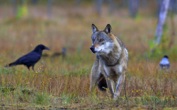 sisterofthewolves:  Picture by Torbjørn Martinsen 