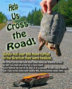 castiel-on-top-of-the-tree:  rhamphotheca:  Help Our Turtle Friends!!!