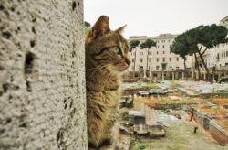 catsbeaversandducks:  Roman Cats Turn A Historic Site Into Cat