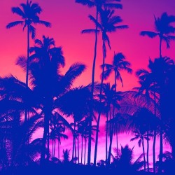 pineapplesandsalt:  Shine so bright it hurts their eyes. #palmtrees