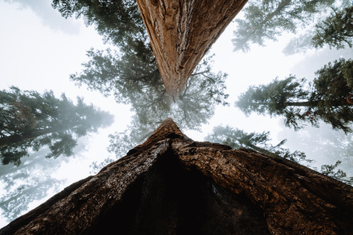 jasonincalifornia:  Standing in Awe - The Giant ForestPrints: