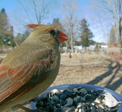 ostdrossel:Mrs. Cardinal has the best eyebrows.