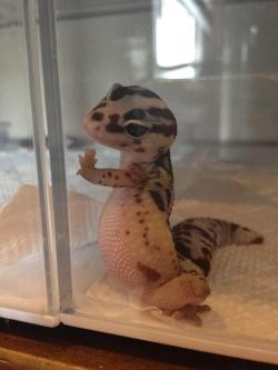 warpstar:  this is the cutest lizard i have ever seen 