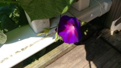 This morning glory has grown to the second floor and I think