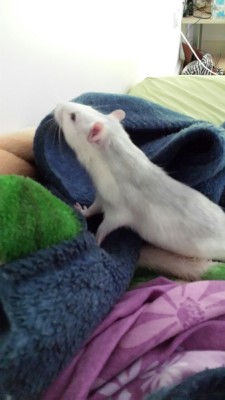 This Thursday I adopted two lovely little rats named Fred and