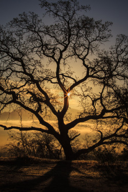 ponderation:  Tales of an Oak by Jaime T 
