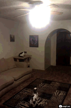 failsnet:  Tumblr Fails.net - Cat Turn off Light