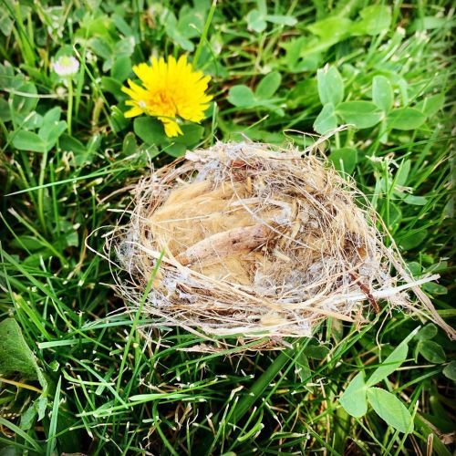 Found the cutest little bird nest on our walk to the park today.