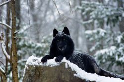 llbwwb: Wolf, Zephyr by roni chastain 