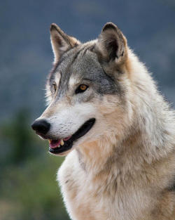 beautiful-wildlife:  Tundra Wolf by © Randy Heidenreich