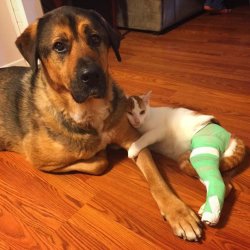 cute-overload:  Nurse dog and patient kittyhttp://cute-overload.tumblr.com
