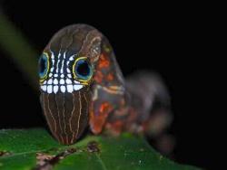 sixpenceee:Probably the creepiest and coolest caterpillar you