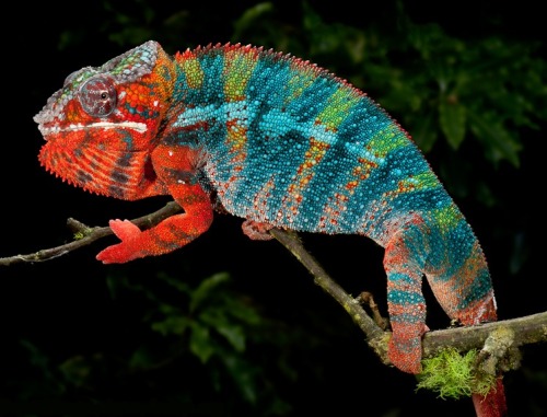 Multi-coloured mobile mini monster (the Panther Chameleon can grow up to 20" in length and is native to north-eastern Madagascar)