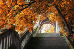 woodendreams:  (by Laszlo Gal)