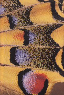 plant-scans:Wing of a swallowtail butterflyLife on Earth, David